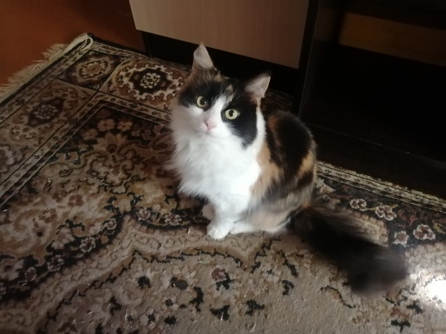 80 г => 3,1 кг (котовторник)