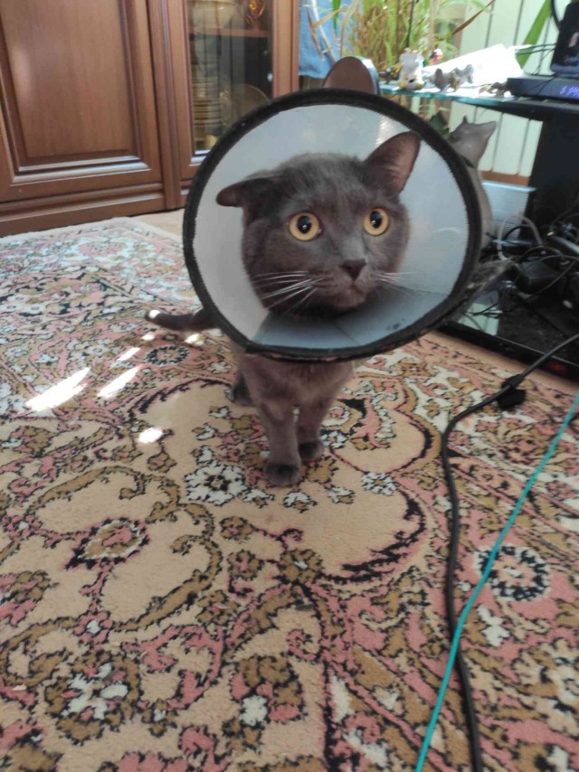 Снова наши коты