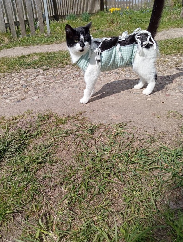 Прибавление в котосемействе.