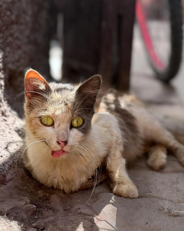 Уличных трёхцветных кошек тред