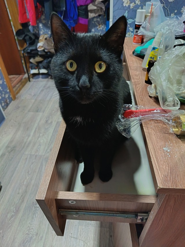 Мошенница