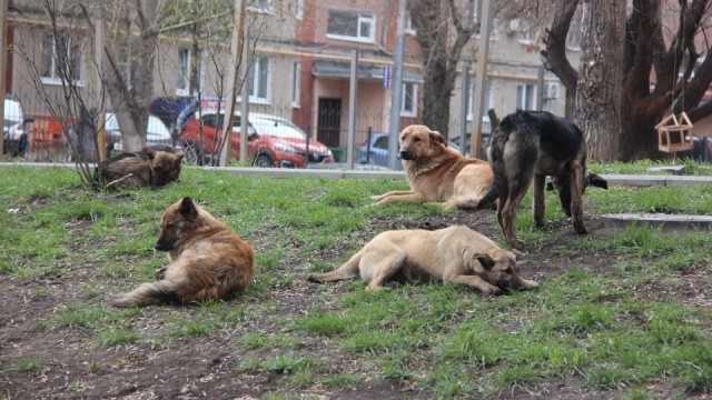 Приморские школьники отправились на каникулы в Северную Корею