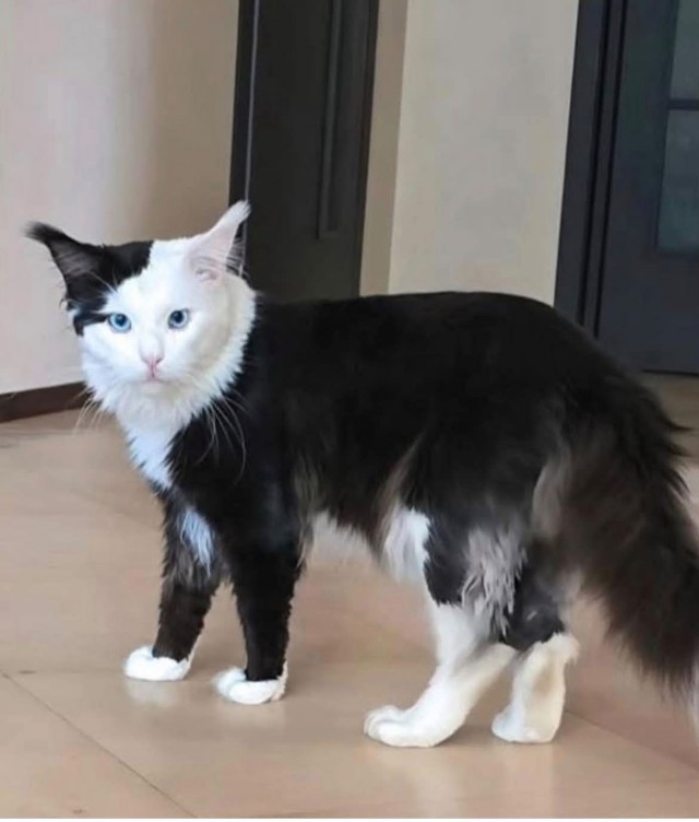 Почему кошка лучше жены