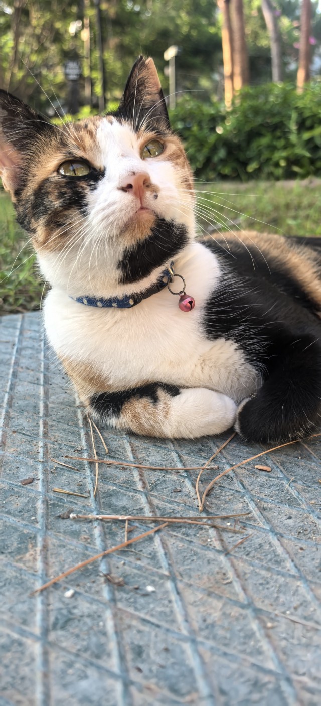 Котовторник 29.09.2026