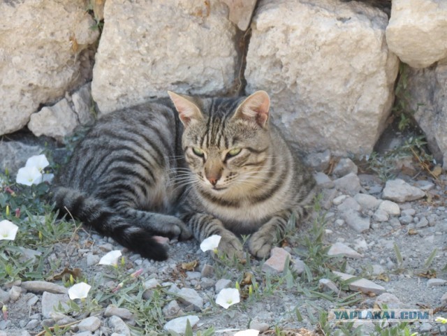 Коты Севастополя