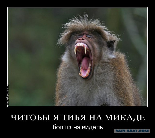 Обезьяны уже на МКАДе  16+