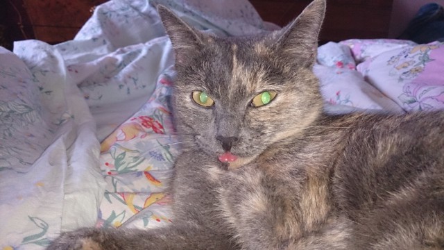 Котовторник  28.01.14