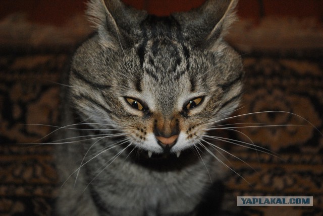 Котовторник 04.03.2014