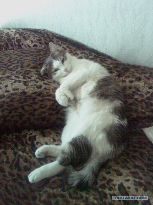 Котовторник 18.03.2014