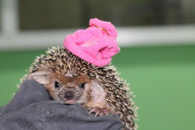 Первый Йожик 2014