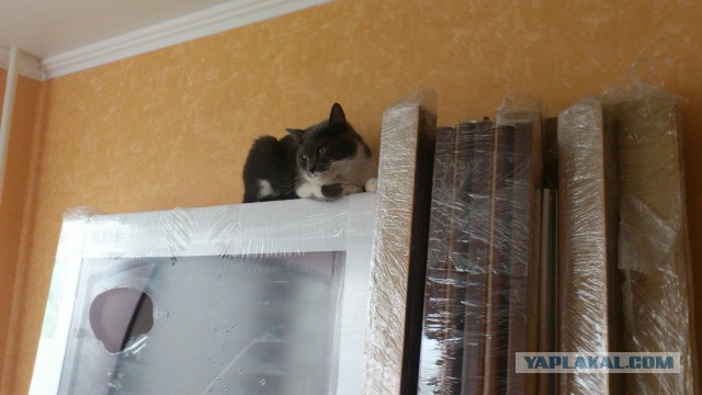 Котовторник 26.08.14.