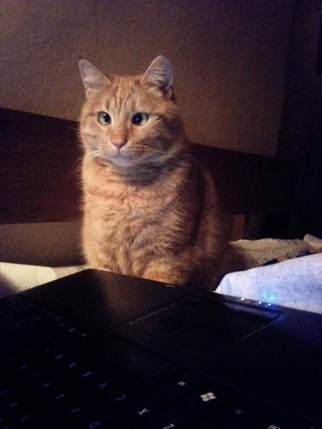 Котовторник 9.12.2014