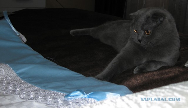 Котовторник 12.03.13