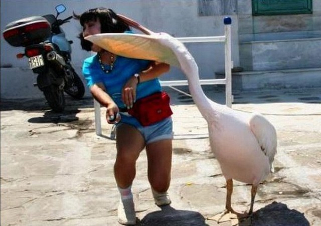 Наглые пернатые морды