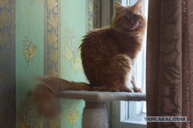 Котовторник 12.03.13