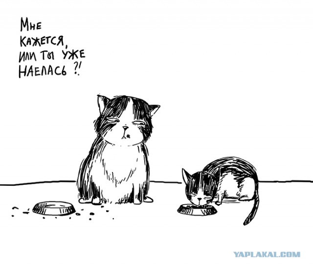 Забавные рисованные кошки