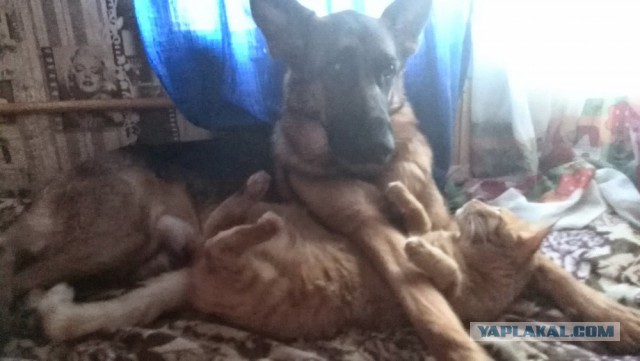 Знакомство питомцев