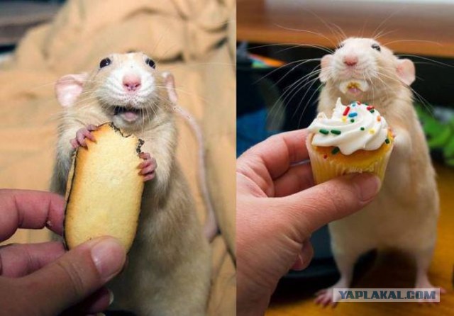 Подборка животных, которых застали за трапезой