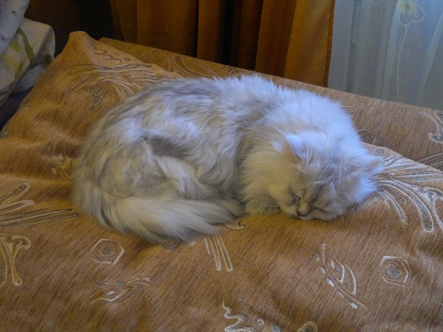 Котовторник 16.02.16