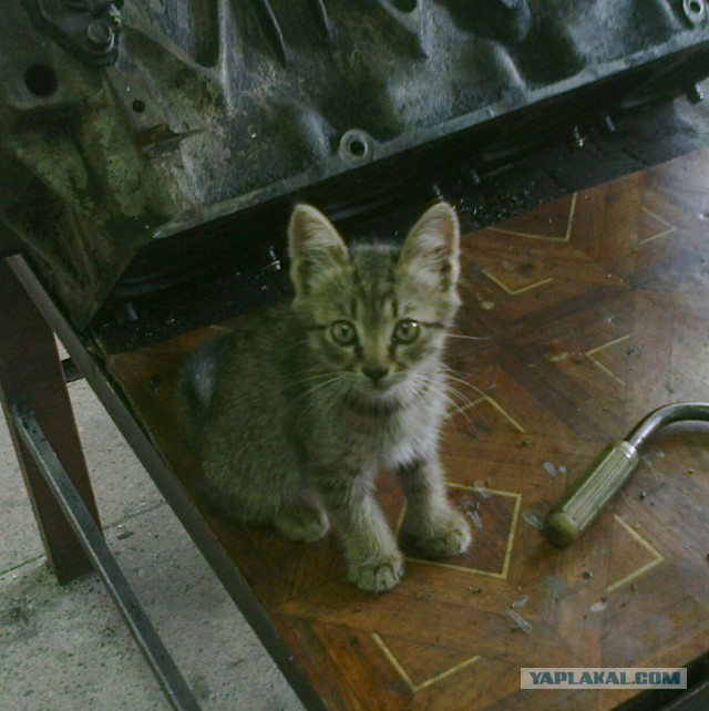 Те, которым мы помогли.