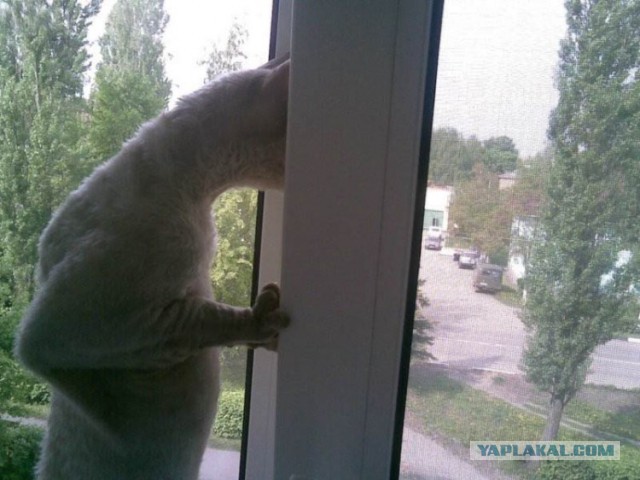 15 котов, мимике которых можно только позавидовать