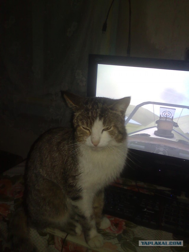 Котовторник 19.04.2016
