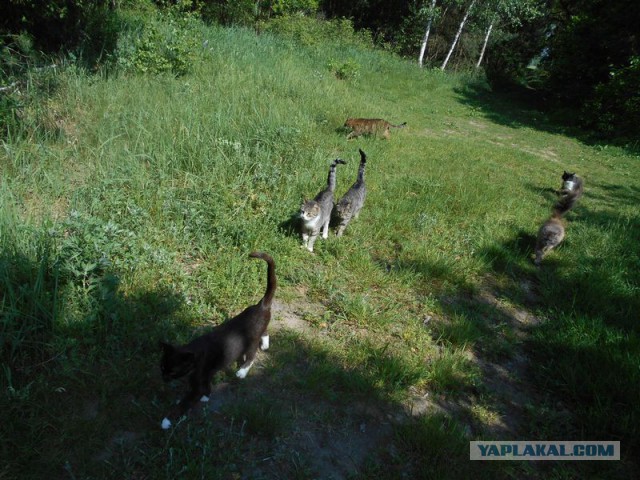 Жизнь домашнего приюта для котеек 115