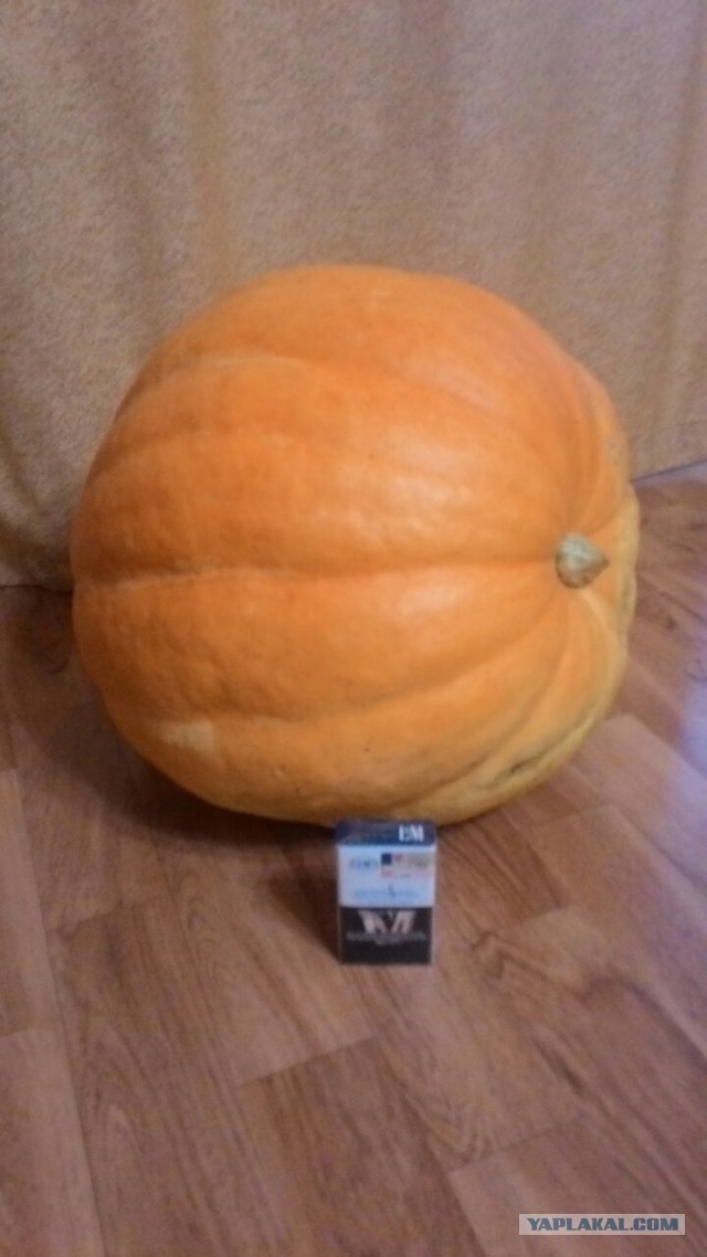 Тыква
