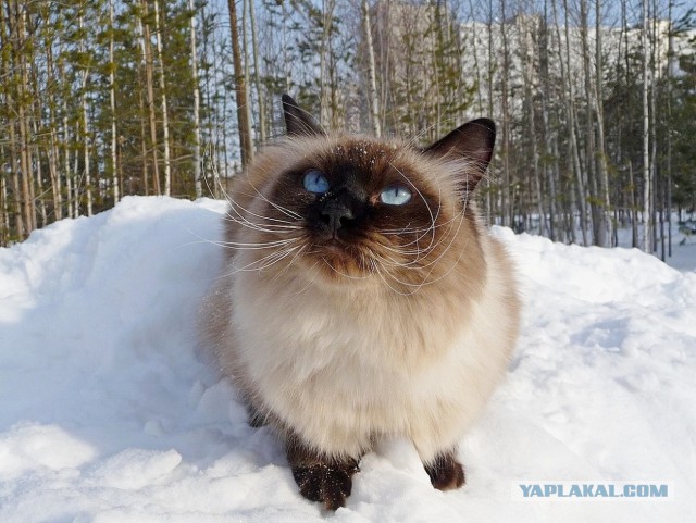 Снежный кот. Первому снегу посвящается.
