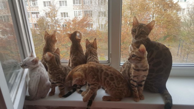 Коты из сети