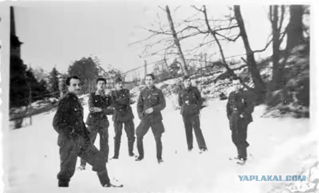 Голубая дивизия