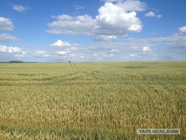 У Кировчанина накипело