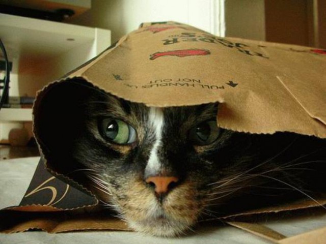 Коты и Кошки