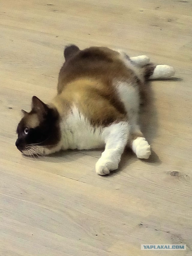 Котовторник 07.11.2017
