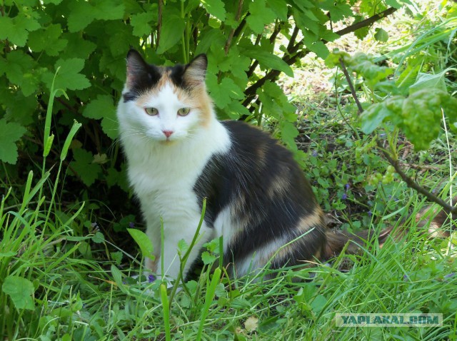 Котовторник 28.11.2017