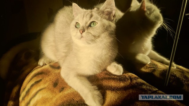 Котовторник  05.12.2017