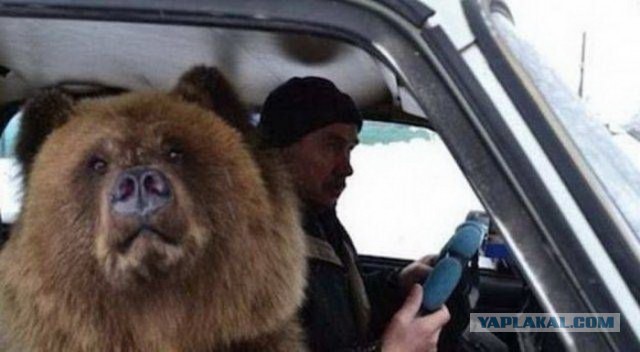 Подборка забавных животных