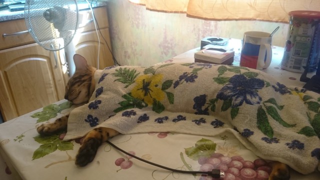 Как спят наши странные коты