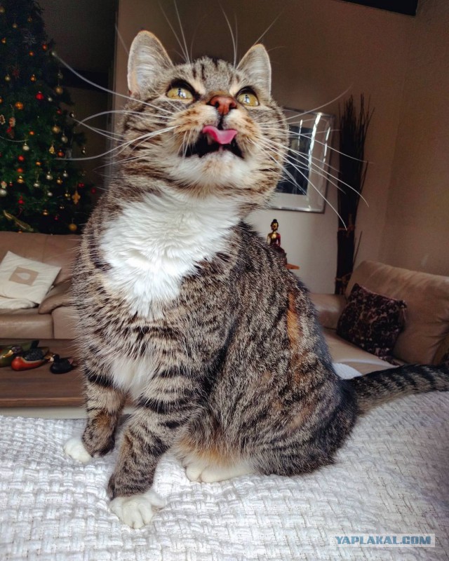 Котовторник!