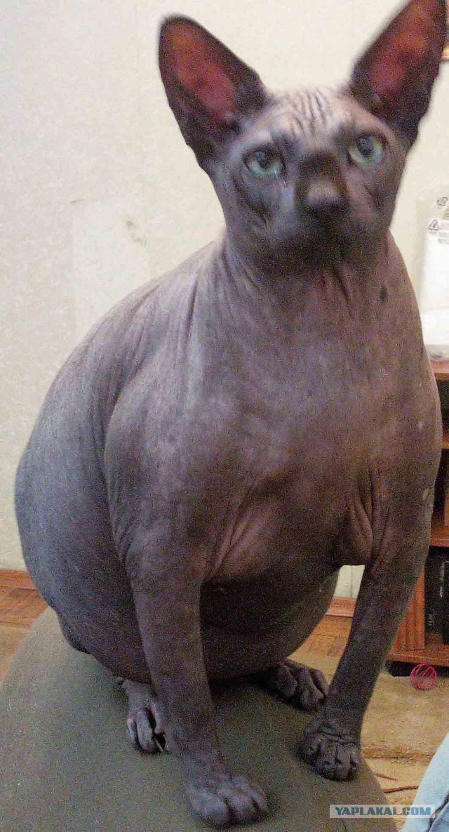 Толстеет кошка