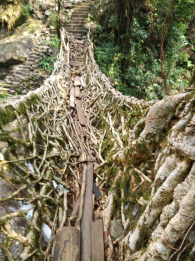 К живым мостам и обратно. Заметки из Индии