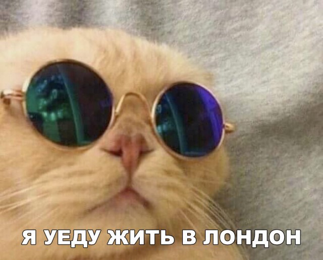 Кот без прикрас