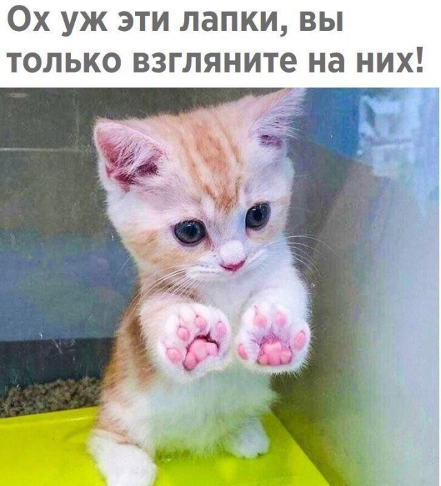 Кот без прикрас