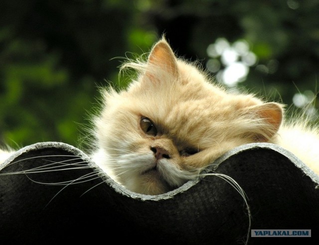 Котовторник  на  ЯПлакалъ