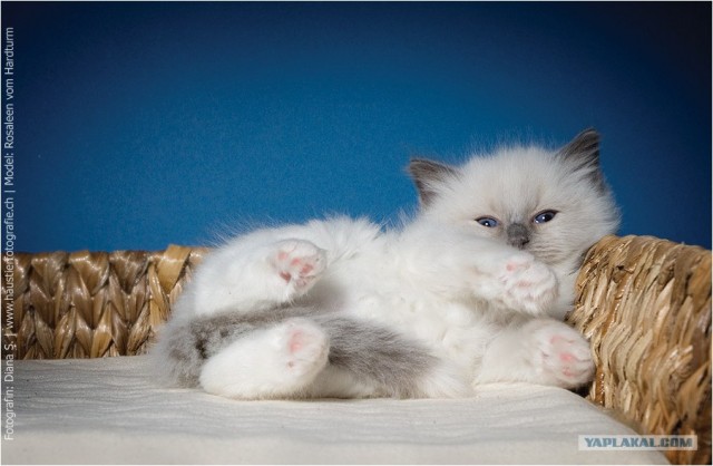 Котовторник на ЯПлакалъ