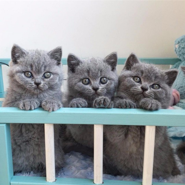 Прикольных котов пост