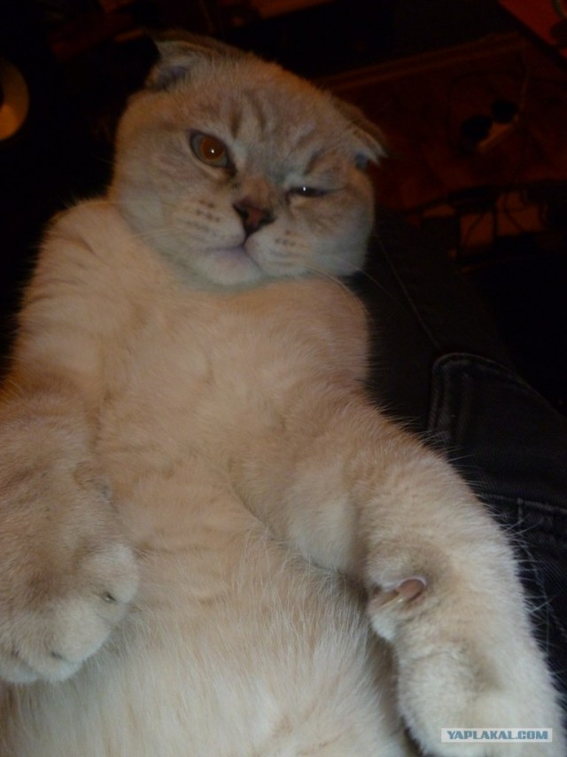 It's Catursday Fever! (Котовторник)
