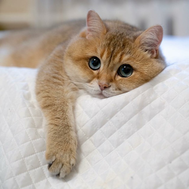 Прикольных котов пост
