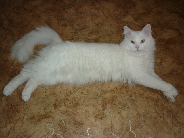 Котовторник, для любителей кошек