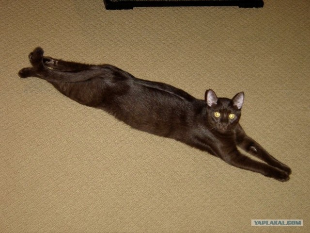 Котовторник объявляется открытым!
